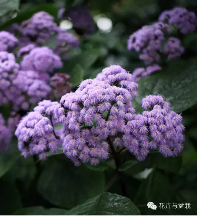 有什么独特小众又漂亮惊艳的花,这些花让人赏心悦目