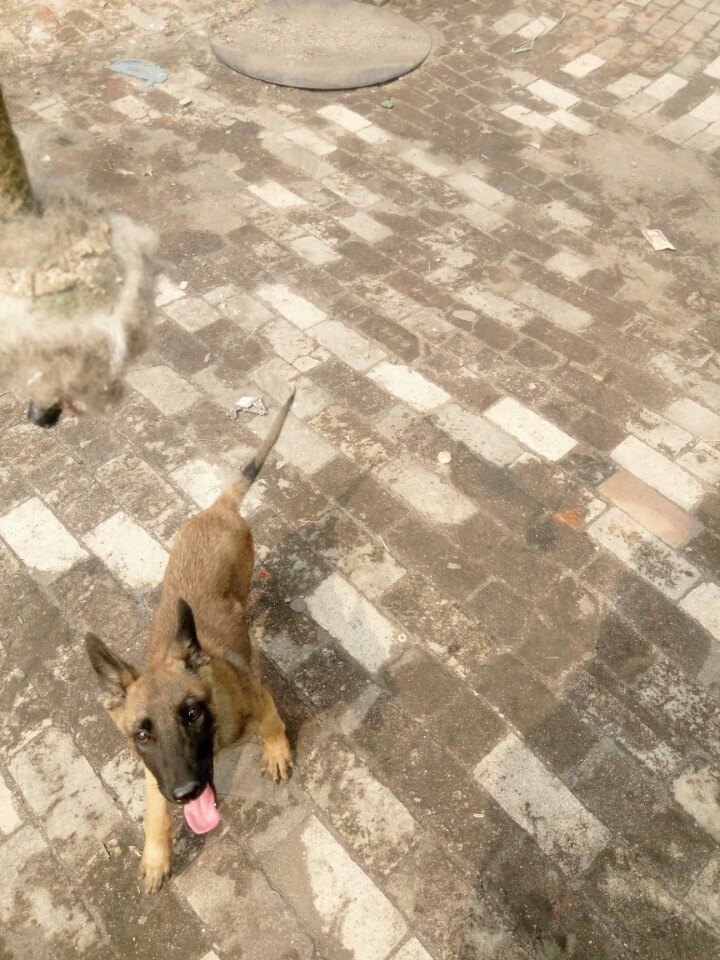 我的小马犬老是追人扑人咋办,我的小马犬不兴奋怎么办