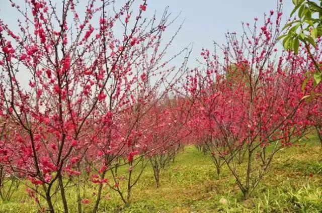 九江好玩的地方免费,九江市好玩的地方