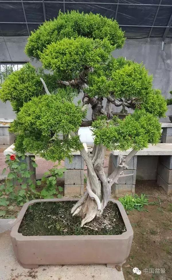 红子刺树桩盆景大全,曲杆式树桩盆景图片