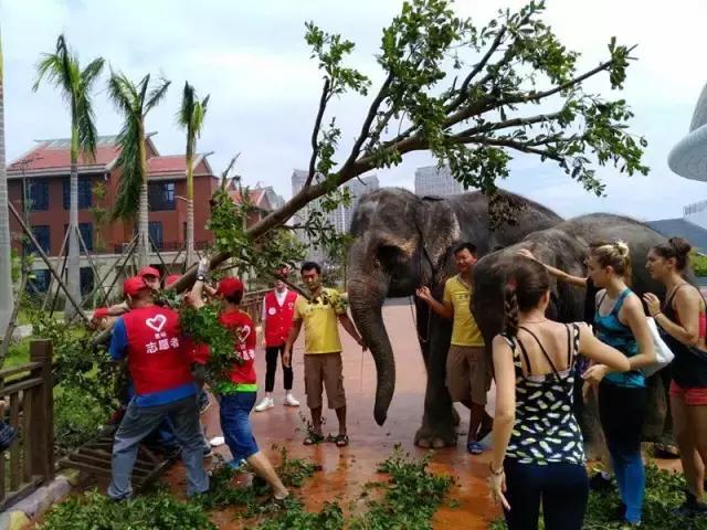 台风后的厦门值得一看,台风过后的厦门依然美丽