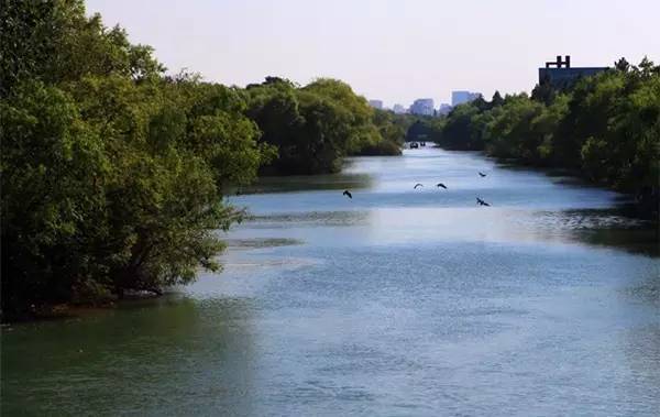 西溪湿地，真的不像表面那么简单！现在就带你去看