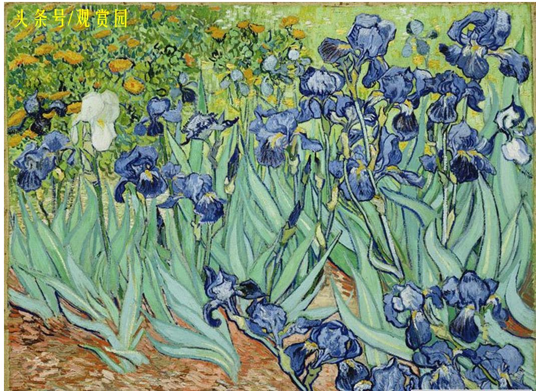 最昂贵的花卉,最贵十种花卉