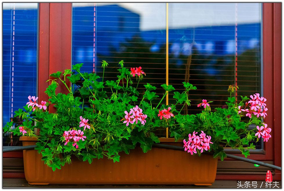 姹紫嫣红入夏来,姹紫嫣红等你来