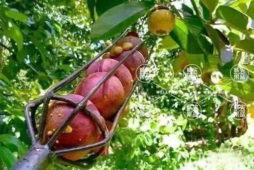 吃山竹的正确打开方法,吃山竹要注意的事项