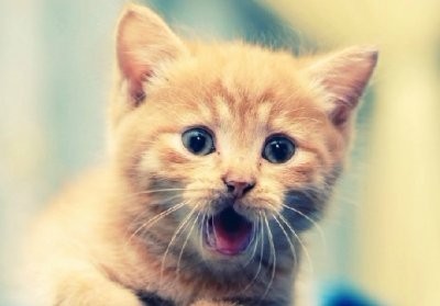 伊布十大经典集锦,伊布段子