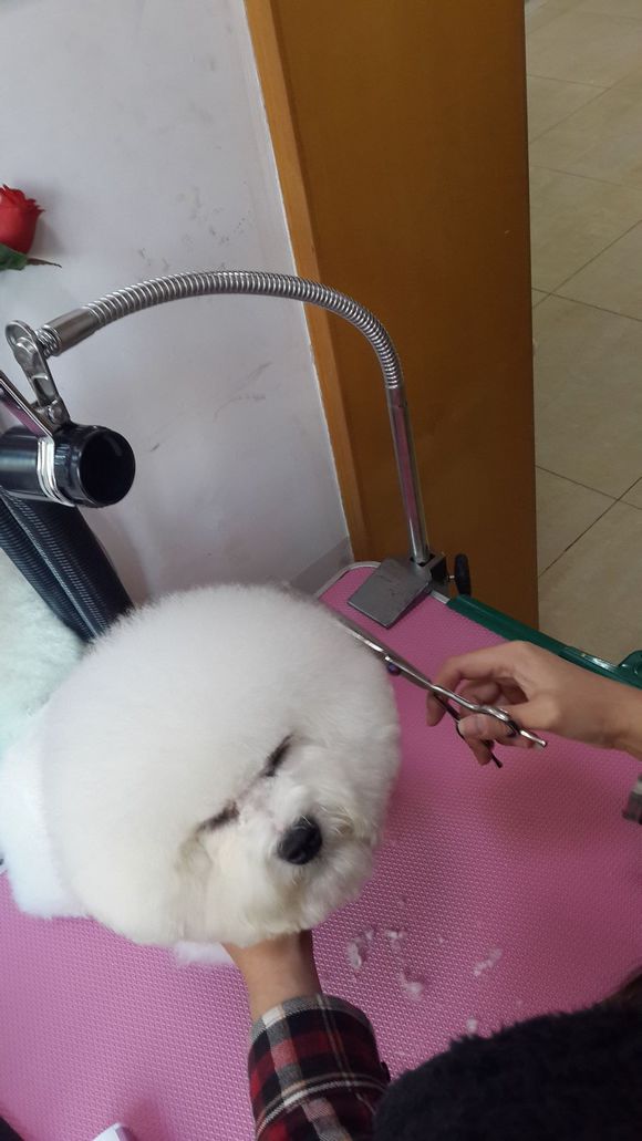 比熊怎么喂省钱,比熊自己做饭的健康食谱