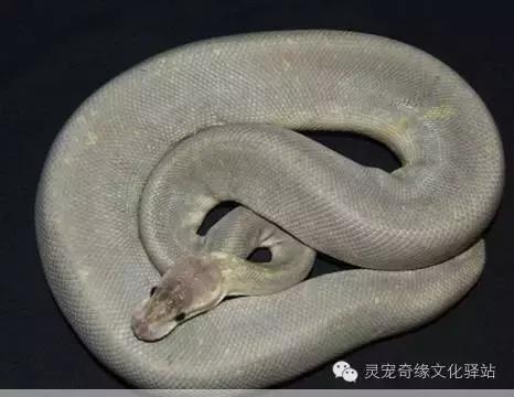 球蟒基因图鉴入门,变异球蟒图鉴