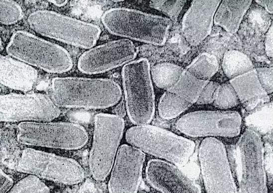 《釜山行》里的丧尸,现实中会出现吗?