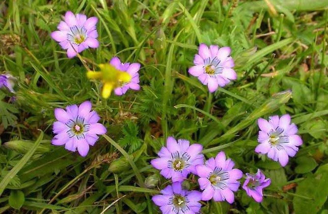 香味比较迷人的中草药,花期最漂亮的中草药