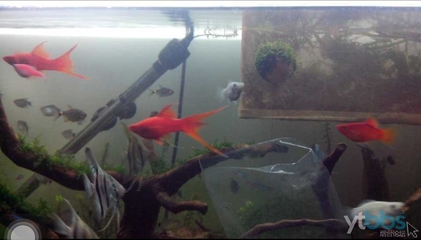 热带小鱼怎么养殖的,热带微型鱼怎么养