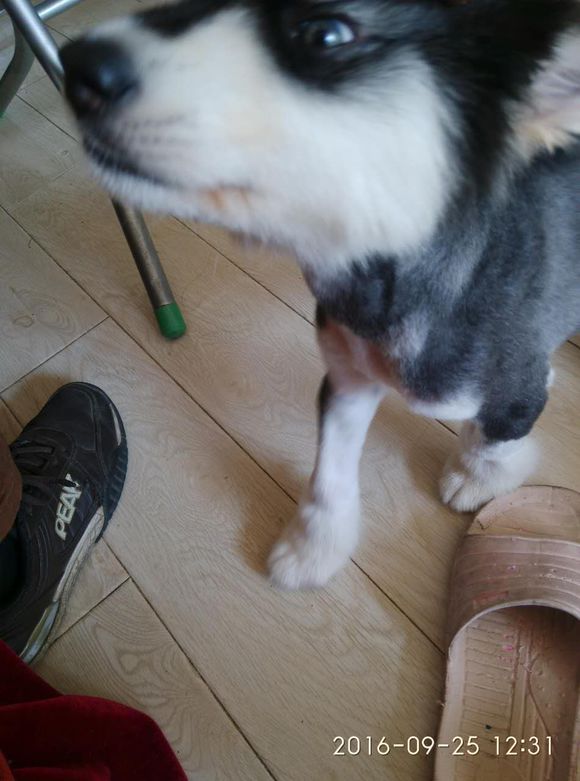 买回来的小阿拉斯加有皮肤病，治疗过程好漫长啊！