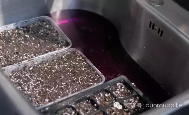 多肉植物可以用高锰酸钾杀菌吗,多肉怎么用高锰酸钾消毒