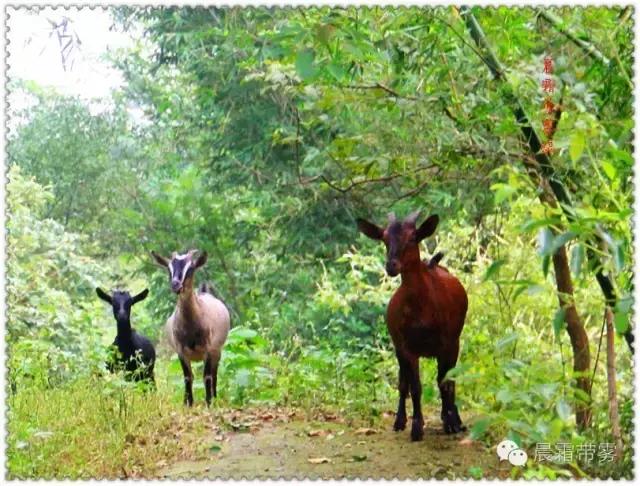 童话故事山羊和狼,童话故事山羊历险记