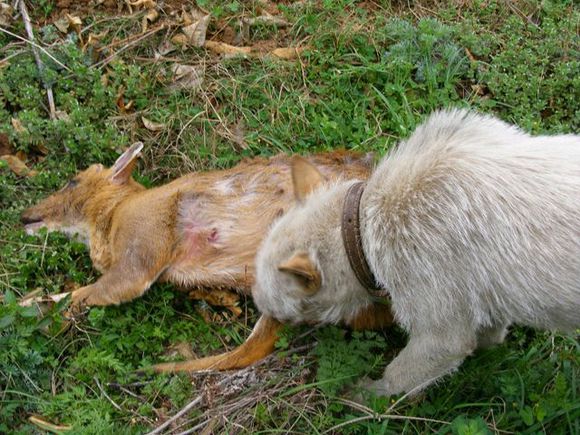 下司猎犬打猎野猪视频,猎犬下司实战打猎视频