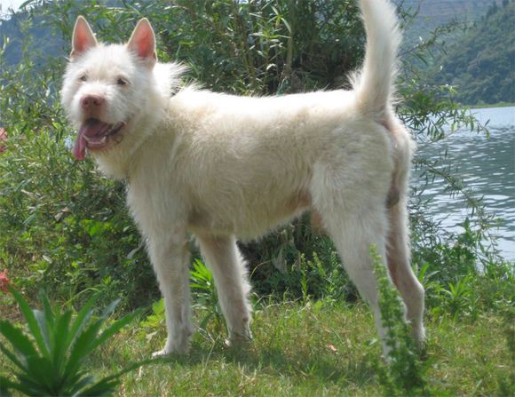 下司猎犬打猎野猪视频,猎犬下司实战打猎视频