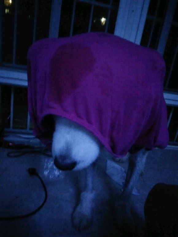 在诸暨市捡到一只萨摩耶,捡了一只萨摩耶怎么看有没有病