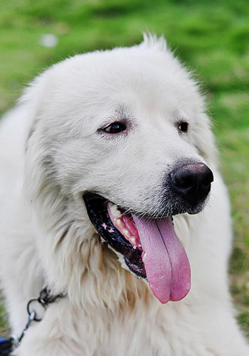 大白熊好养吗一个月开销多少,大白熊能在什么城市养