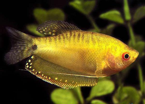 热带小型观赏鱼曼龙鱼一天喂几次,曼龙鱼可以和热带小鱼一起养么