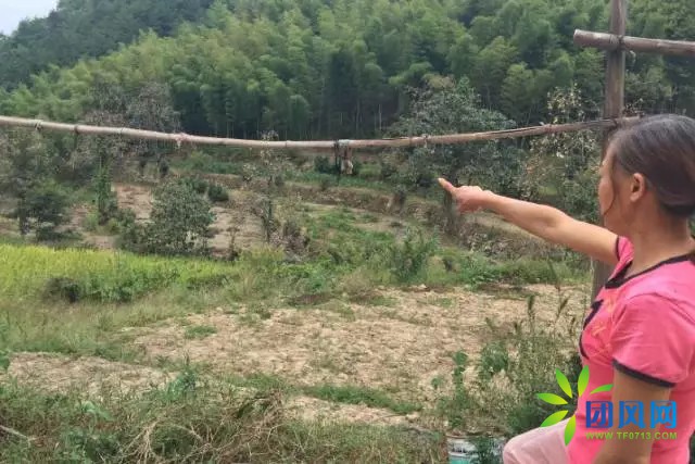 团风深山古稀老人的板栗梦.....