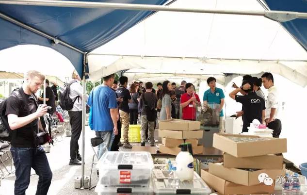 ada开缸第二天,ada开缸