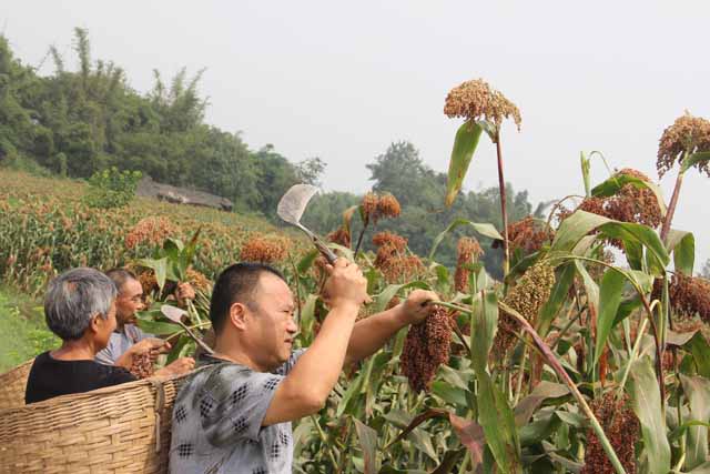 便秘不能吃什么东西呢,得了便秘该怎么办