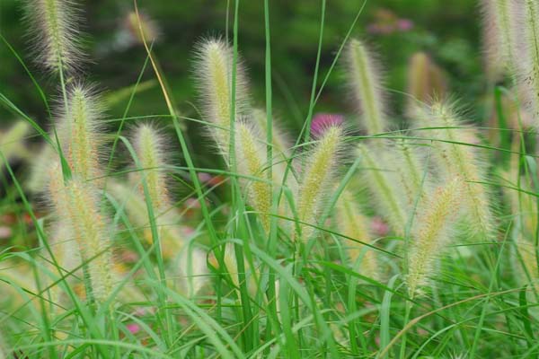 农村满地的野草都是宝,农村到处都是宝完整版