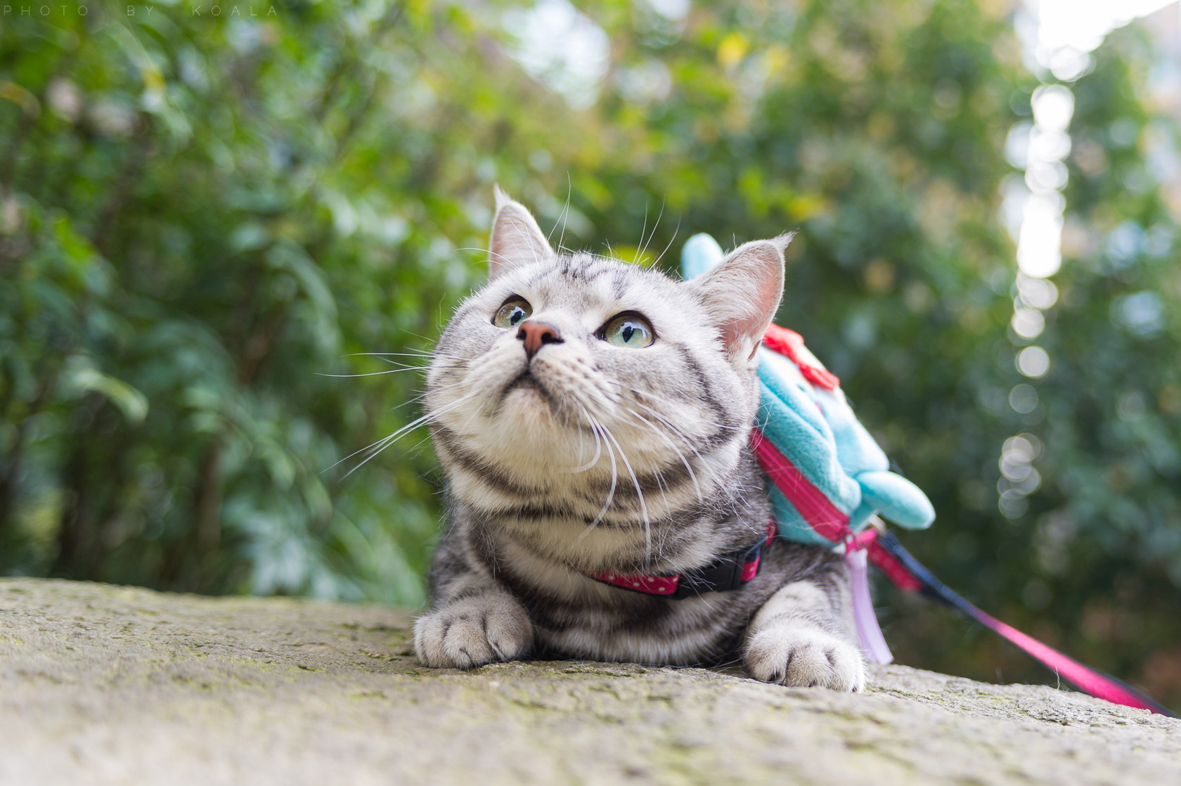 喵星人是怎么变胖的,喵星人减肥很焦急