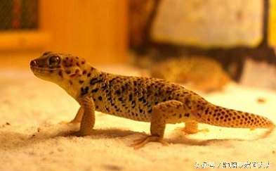 小小壁虎，被皇帝赐名“守宫”，现在被认为是治疗肝癌和胃癌好药