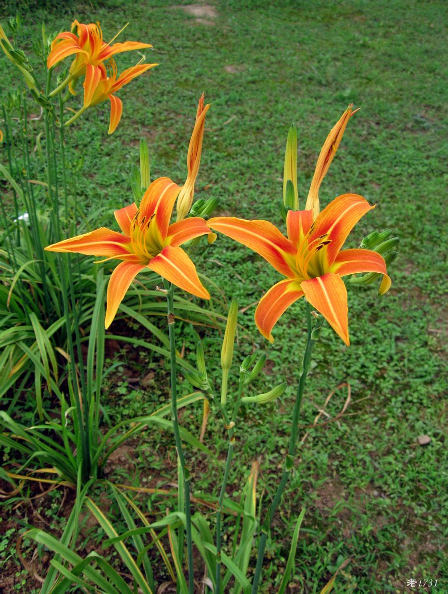 有哪些好听的花儿,好看花儿的名字有哪些