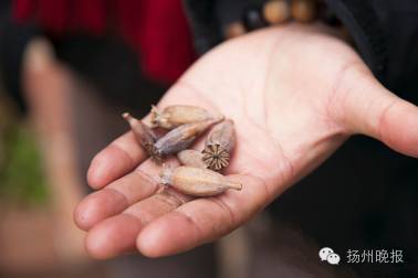 扬州这家“柠檬鱼火锅”料包查出*粟罂**！毒料包销往全国36家门店