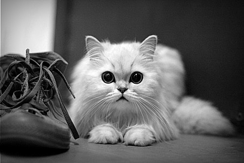 “盆景猫”这种虐猫网站为什么关不掉?!