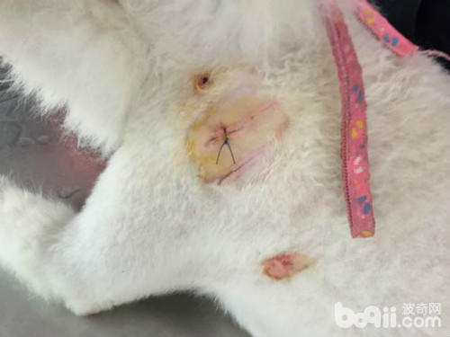 带柴犬去公园被萨摩咬,萨摩被比特犬咬后续