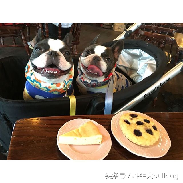 法国斗牛犬它的最大特点,法国斗牛犬性格特点