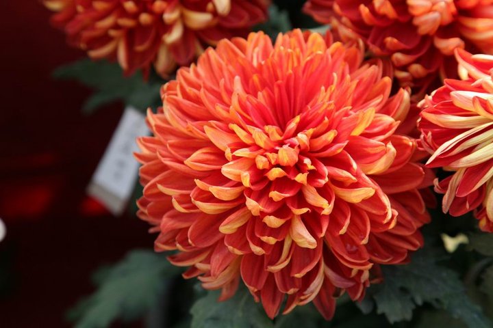 我写一首诗完美地告别九月，打开十月的那扇门