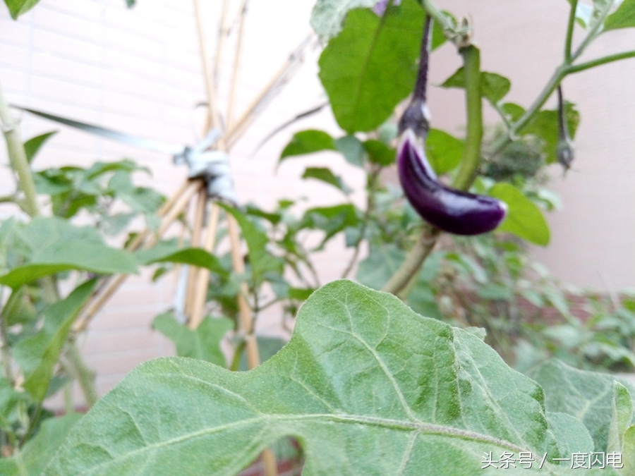 魅蓝手机u10,魅蓝u10白色