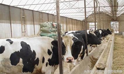 奶牛常见疾病治疗,奶牛传染病怎么治