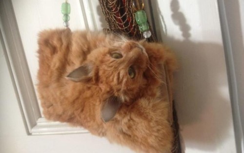 将猫咪制作成标本,动物标本制作过程大熊猫