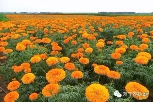 莎车古城老街简介,莎车老城墙遗址值得看吗