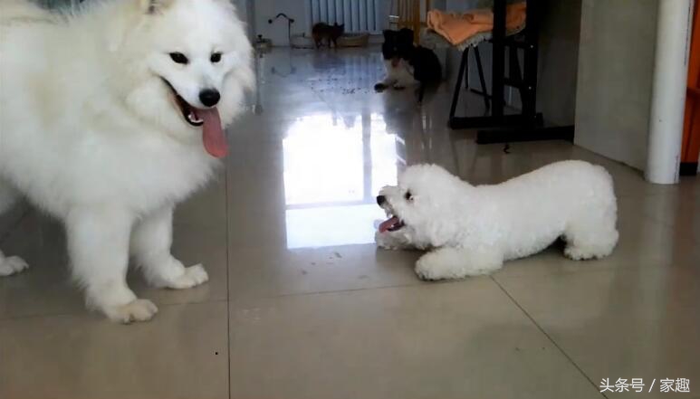 萨摩耶对战哈士奇,萨摩耶大战阿拉斯加犬