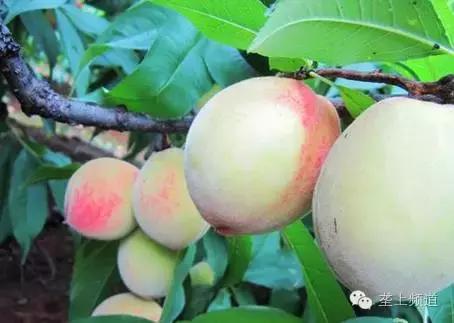 关于水果的那些秘密，湖北老乡看过来！