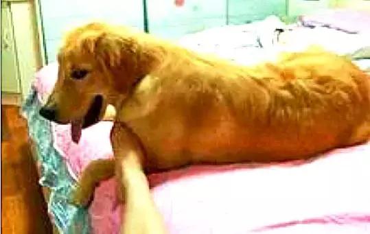 焦虫病死亡周期,焦虫病早期