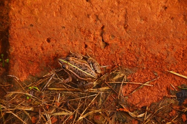 吉林市神农庄园视频,吉林神农庄园温泉度假村
