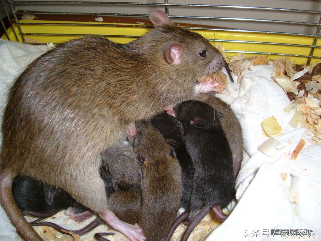 老鼠养猪全过程,养猪场有老鼠怎么解决