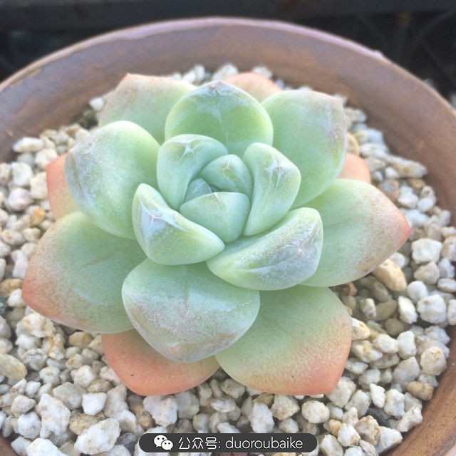 多肉植物新手养护指南最新,多肉植物养护的基础知识