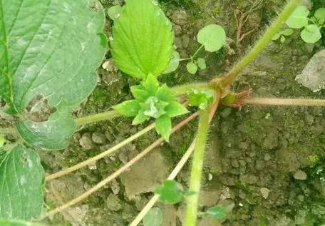 红颜草莓花芽分化温度,草莓花芽分化药何时用