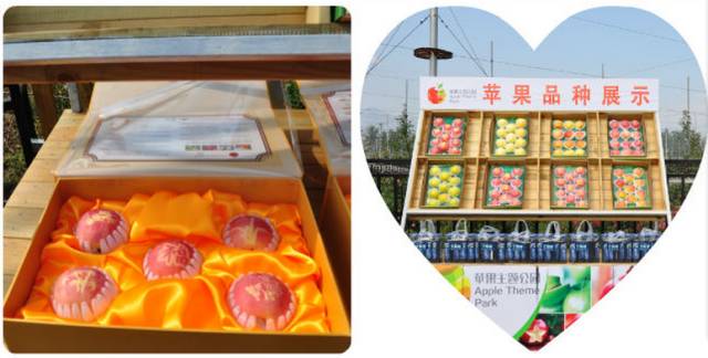 昌平区农业示范园采摘苹果,北京昌平苹果最佳采摘期