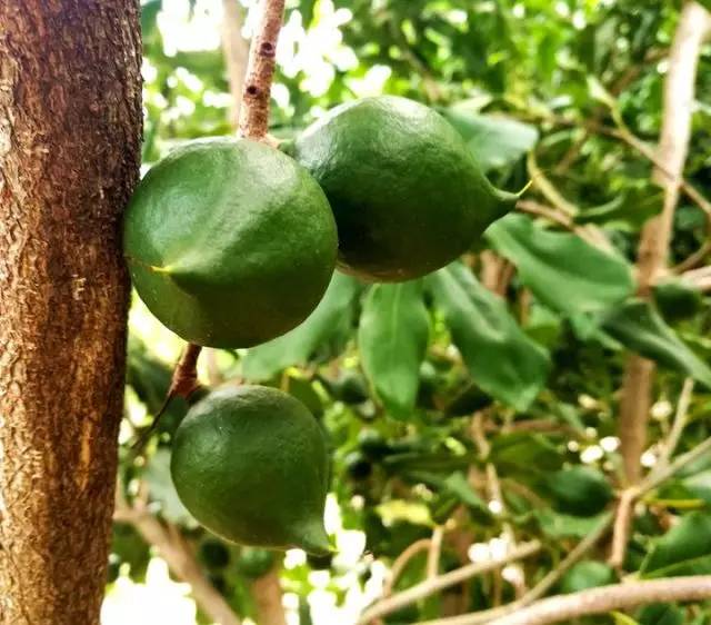 元江的特色美食有哪些 (元江美食干货)