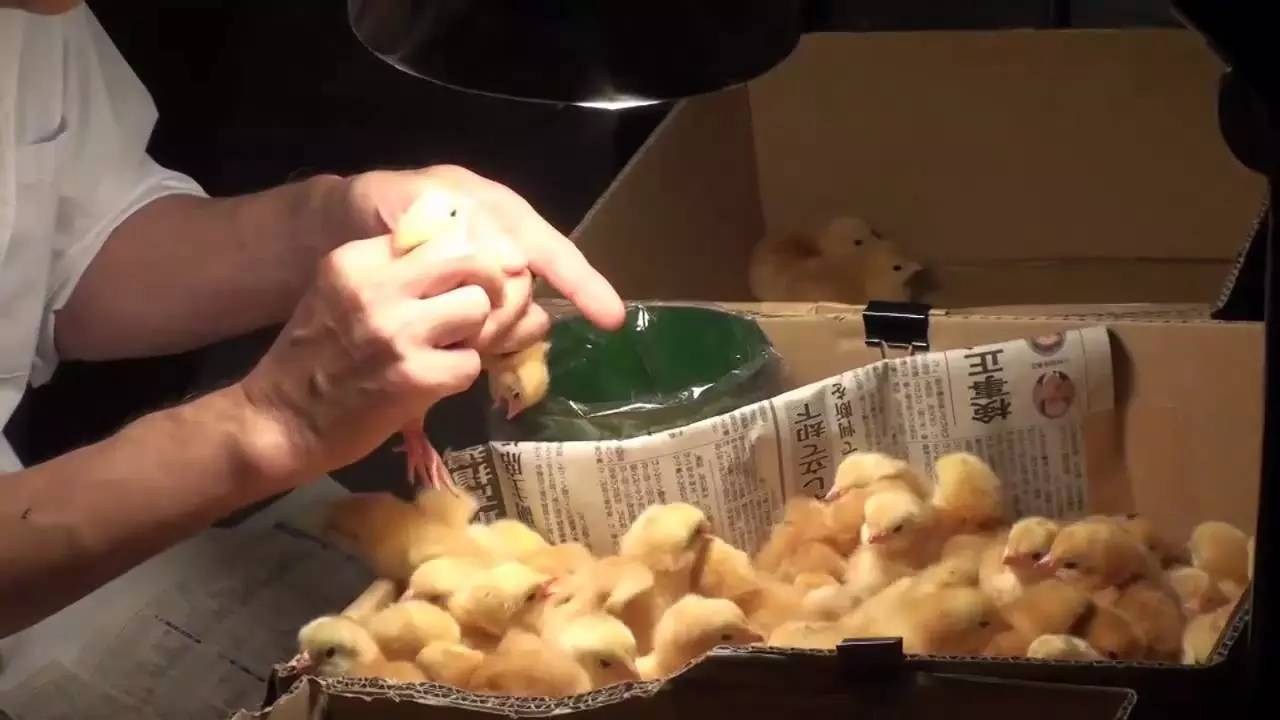 穷得只能吃白米粥,穷的只能吃狗粮了