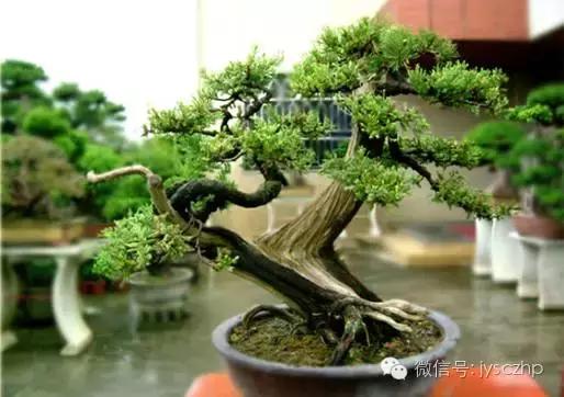 写给母亲的千古情,写给母亲的百封家书